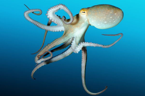 Kraken tor marketplace